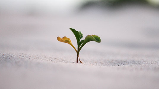 closeup photography of plant on ground